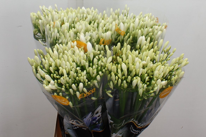 Agap Eyfori White