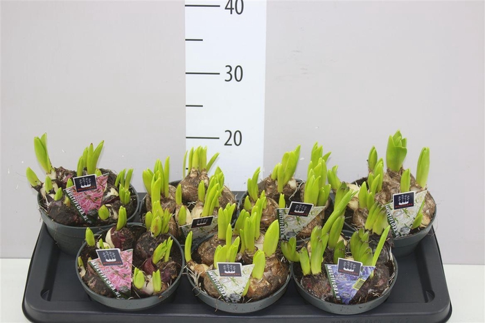 <h4>Hyacinthus Multiflora Gemengd X</h4>
