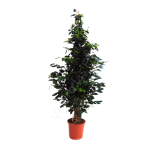 Ficus overig gemengd 3 soorten