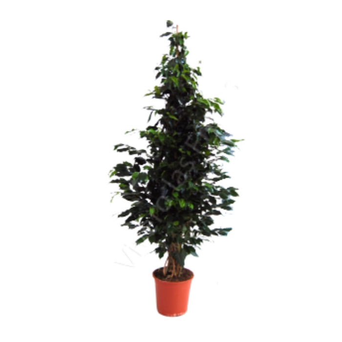 <h4>Ficus overig gemengd 3 soorten</h4>