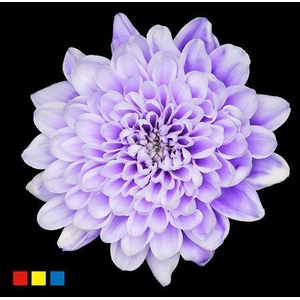 Chr T Altaj Pastel Lilac