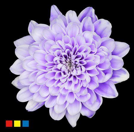 <h4>Chr T Altaj Pastel Lilac</h4>