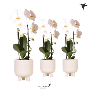 Kolibri Orchids Phalaenopsis Cascade Niagara Fall white 1 spike in Gummy pot travertine