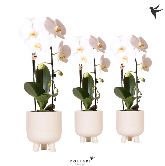 <h4>Kolibri Orchids Phalaenopsis Cascade Niagara Fall white 1 spike in Gummy pot travertine</h4>