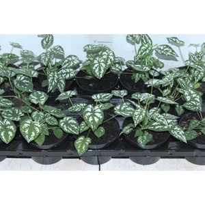 CALADIUM MINI WHITE GREEN P11