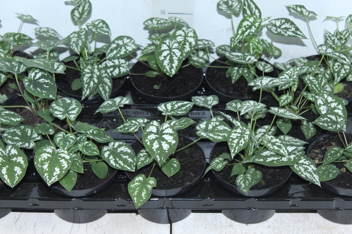 <h4>CALADIUM MINI WHITE GREEN P11</h4>