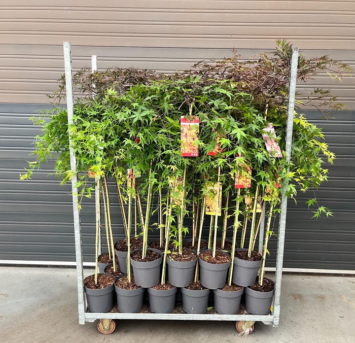 <h4>Acer Palmatum</h4>