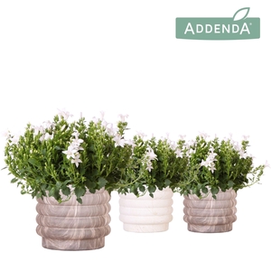 Campanula Addenda Ambella white in Marble pot mix