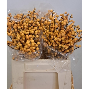 ILEX VE GOLD VERBOOM
