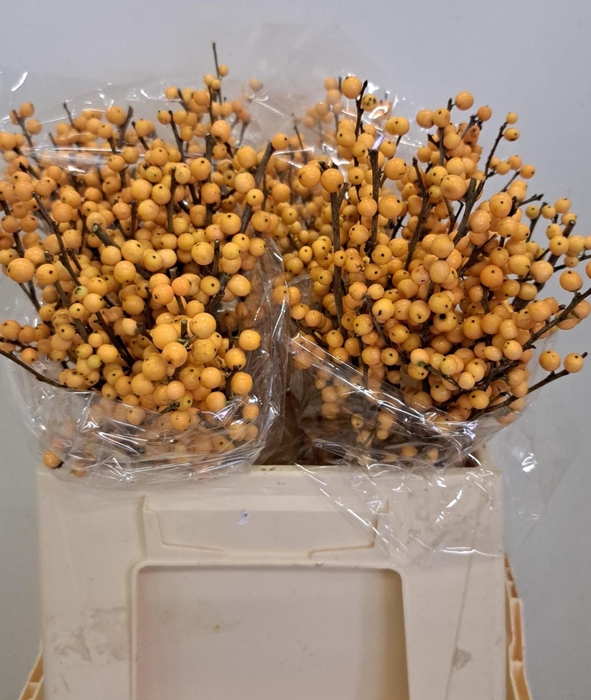 <h4>ILEX VE GOLD VERBOOM</h4>