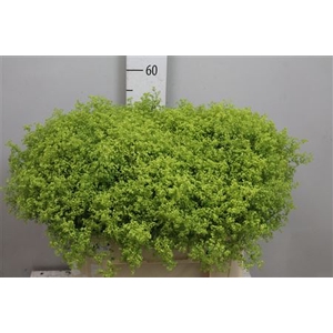 Alchem M Robustica