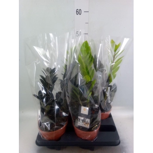 Zamioculcas zamiifolia 'Dowon'