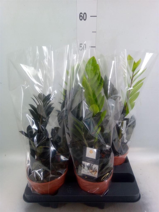 <h4>Zamioculcas zamiifolia 'Dowon'</h4>