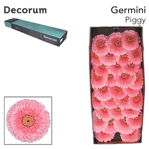 GE MB PIGGY Doos x60