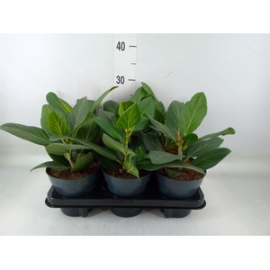 Ficus benghalensis 'Audrey'