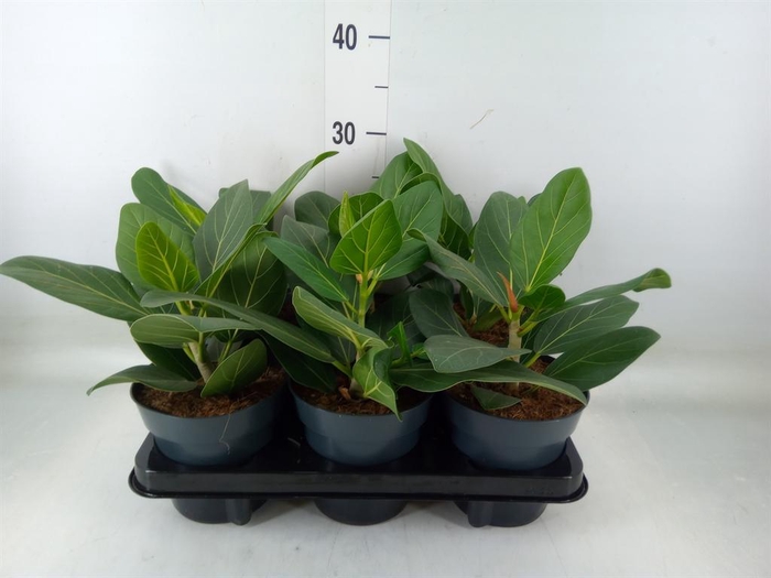 <h4>Ficus benghalensis 'Audrey'</h4>