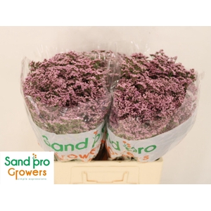 LIMONIUM SAFORA OSHI PINK LIM SAF O