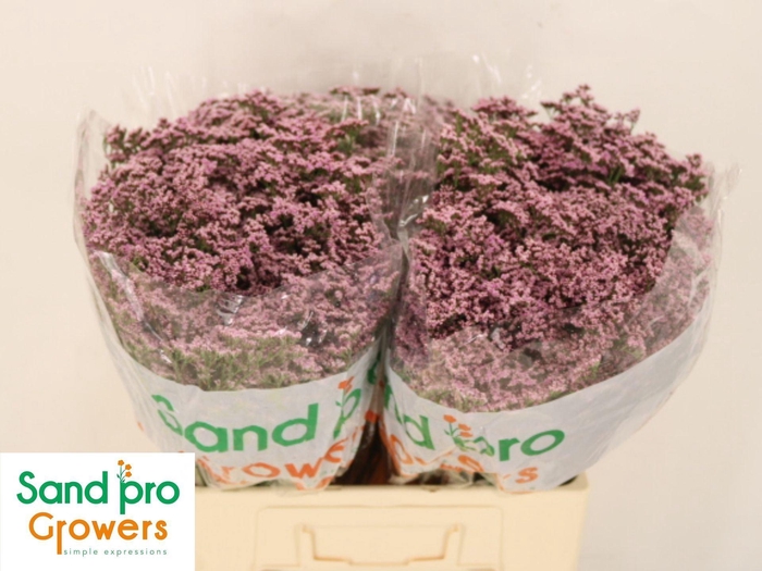 <h4>LIMONIUM SAFORA OSHI PINK LIM SAF O</h4>