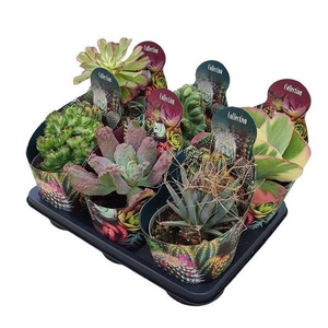 CACTUS + SUCCU GEM