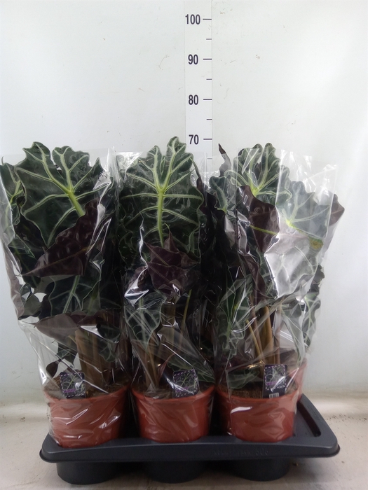<h4>Alocasia amazonica 'Polly'</h4>