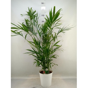 Chamaedorea cataractarum