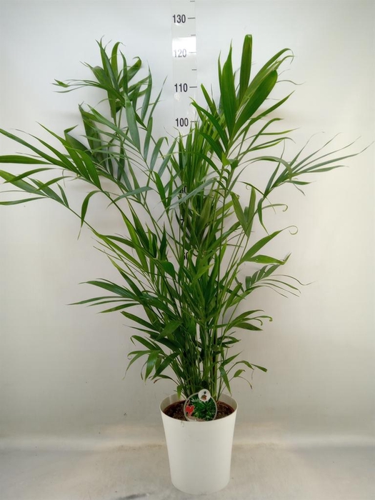 <h4>Chamaedorea cataractarum</h4>