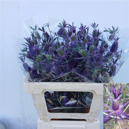 <h4>Eryngium Discovery</h4>
