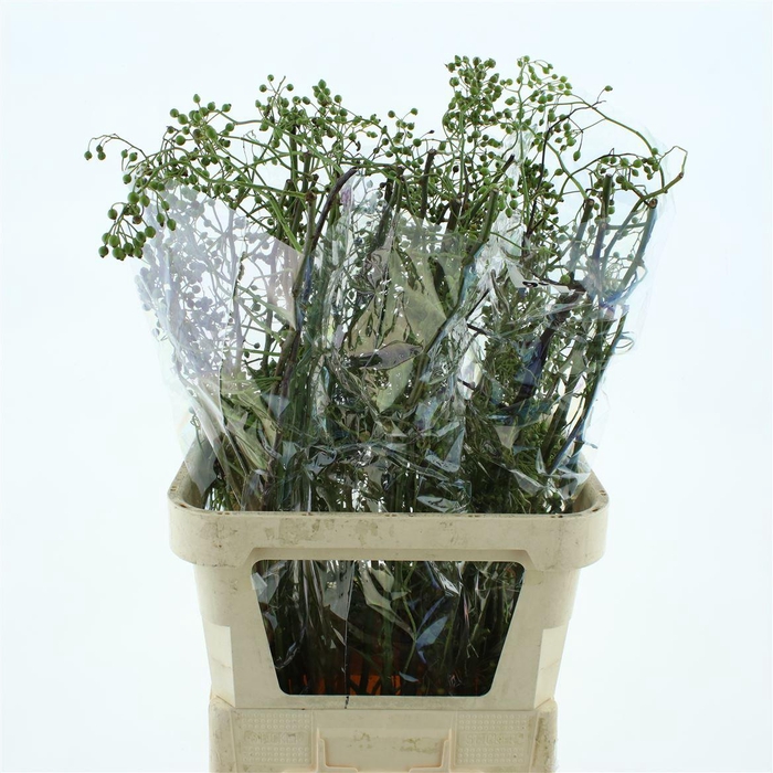 <h4>Rosa Corallo Green</h4>
