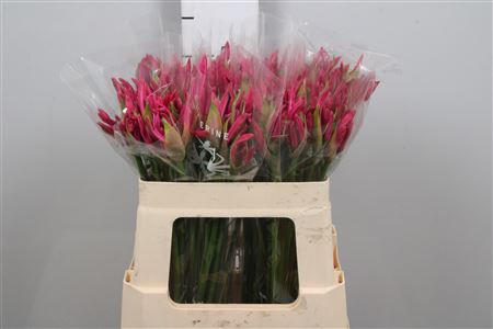 <h4>Ne Bo Ras Van Roon</h4>