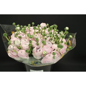 Cloni Super Hanoi Milka