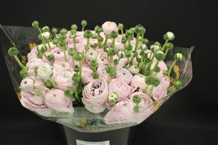 <h4>Cloni Super Hanoi Milka</h4>