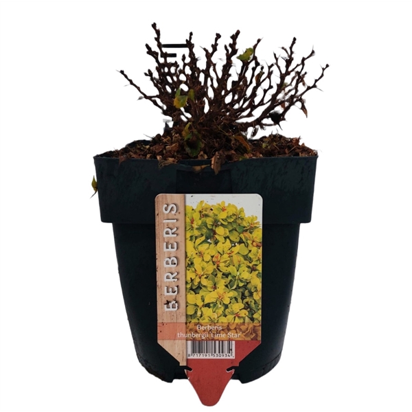 <h4>Berberis thunbergii 'Lime Star'</h4>