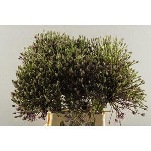 Allium Spider L 70