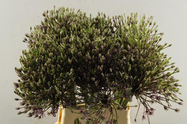<h4>Allium Spider L 70</h4>
