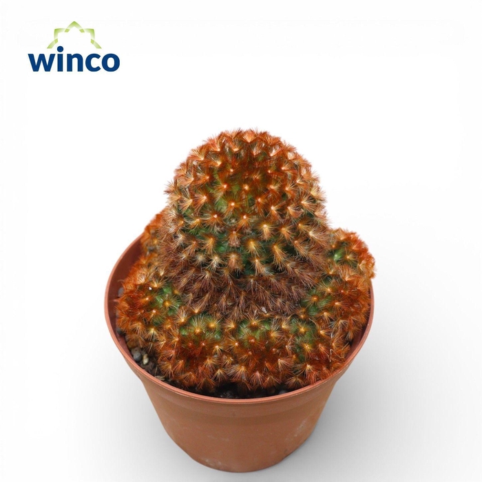 <h4>Echinocereus Carmenea Rubrispinus</h4>