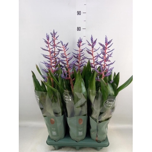 Aechmea  'Blue Rain'