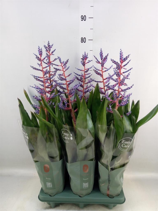 <h4>Aechmea  'Blue Rain'</h4>