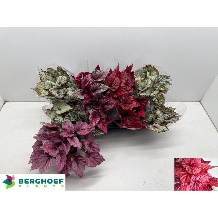 <h4>BEG BEL GEM</h4>