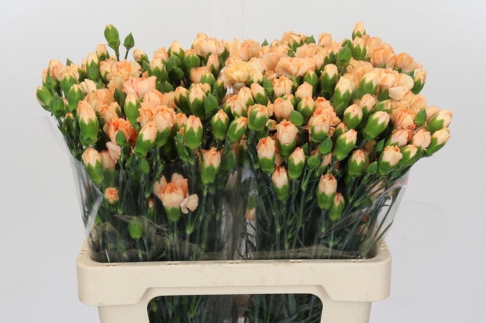 <h4>Dianthus Tr Tune</h4>