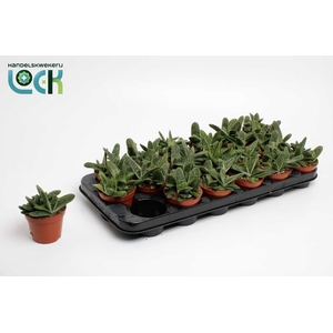 Gasteria Littele Worthy