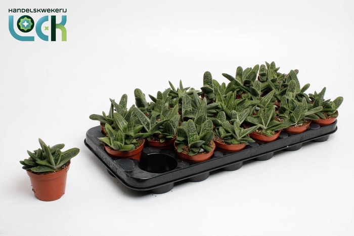 <h4>Gasteria Littele Worthy</h4>