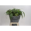 Grasses mix in bucket