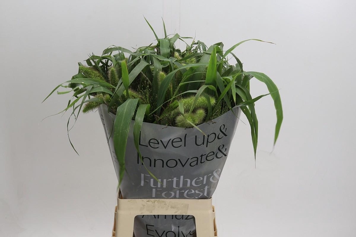<h4>Grasses mix in bucket</h4>