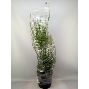 Euphorbia tirucalli