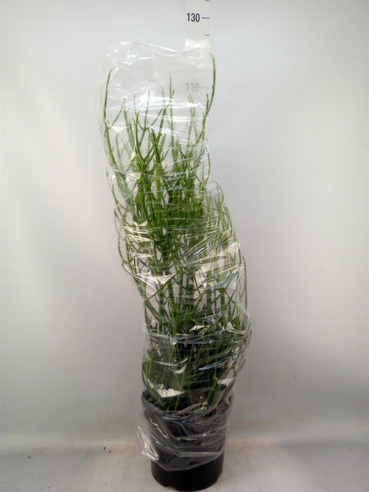 <h4>Euphorbia tirucalli</h4>
