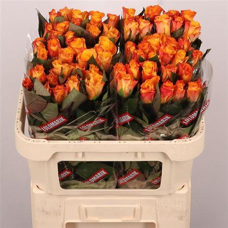 <h4>R Gr Marie-claire!</h4>