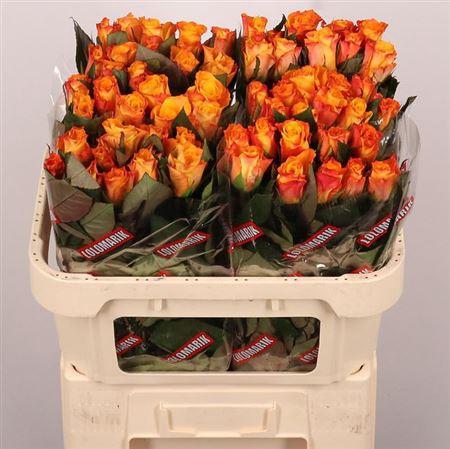 <h4>R Gr Marie-claire!</h4>