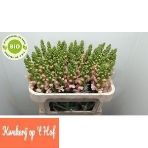 <h4>ANTIR AVIGNON ROSE</h4>
