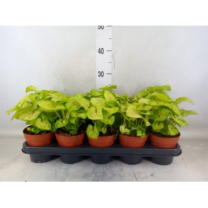 Syngonium podop.