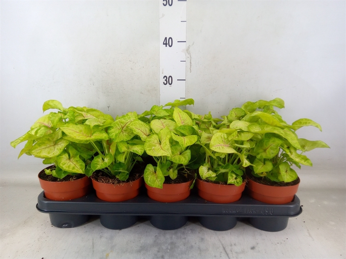 <h4>Syngonium podop.</h4>